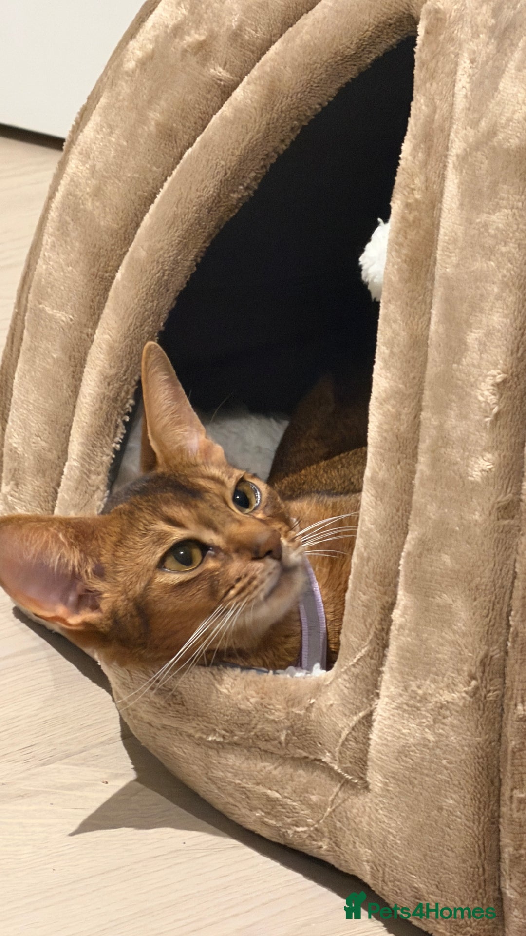 Abyssinian cats for sale: Tanny – 1.5-Year-Old Abyssinian Cat - Advert 8