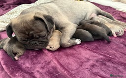 Pug dogs for sale: £500 pug puppies - Image 16