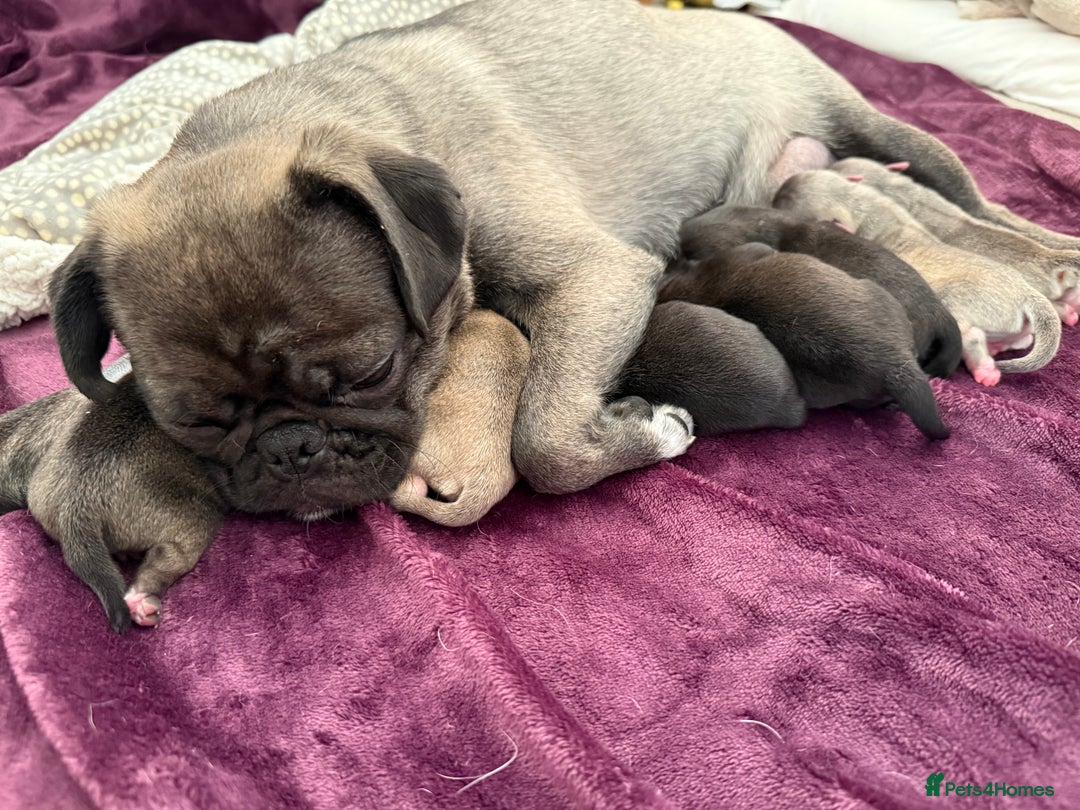 Pug dogs for sale: £500 pug puppies - Image 16
