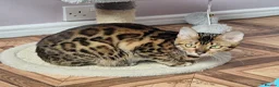 Bengal cats for sale: Superb TICA Active Reg Girl - Advert 3