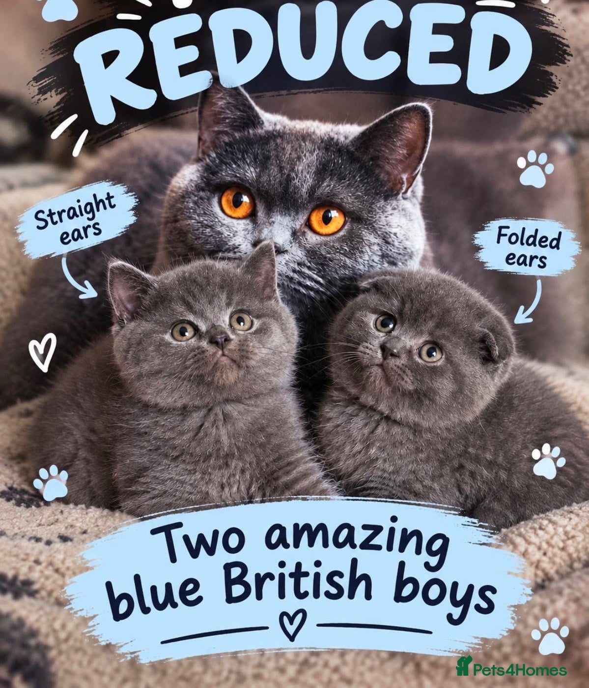 British Shorthair cats 👌❤️Reduced price ❤️❤️❤️British shorthair  - Advert 1