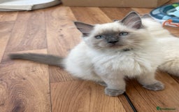Ragdoll cats for sale: Ready now!🥇 GCCF Champ blood RAGDOLLS kittens🥇🥇 in Wakefield - Image 3