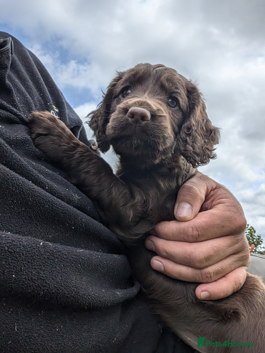 Cocker Spaniel dogs for sale: Working Cocker spaniel pups - Image 13