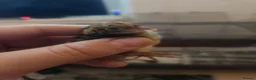 Quail poultry for sale: Cortunix quail - Advert 2