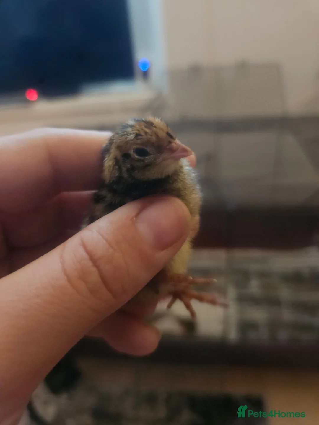 Quail poultry for sale: Cortunix quail - Advert 2