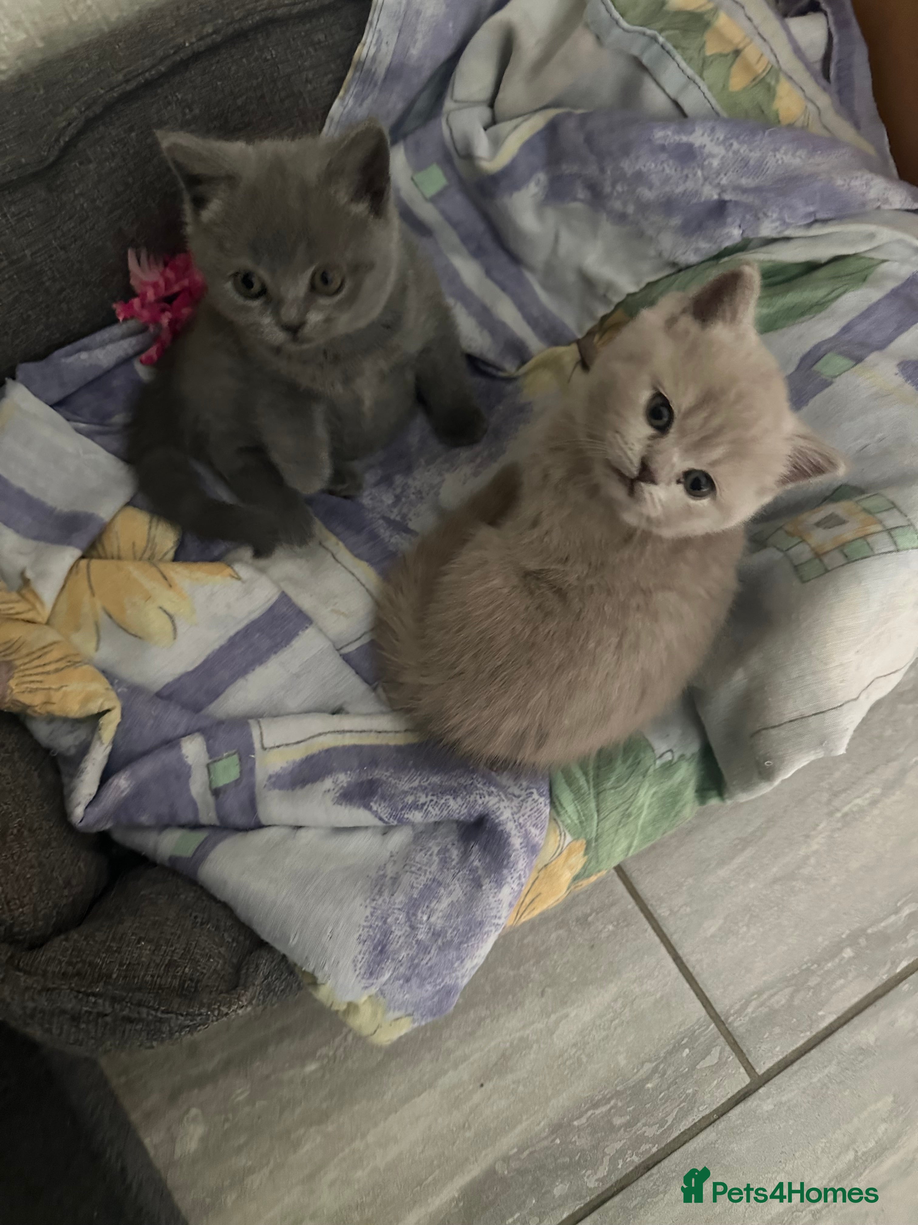 Scottish Fold cats Scottish fold - Advert 10