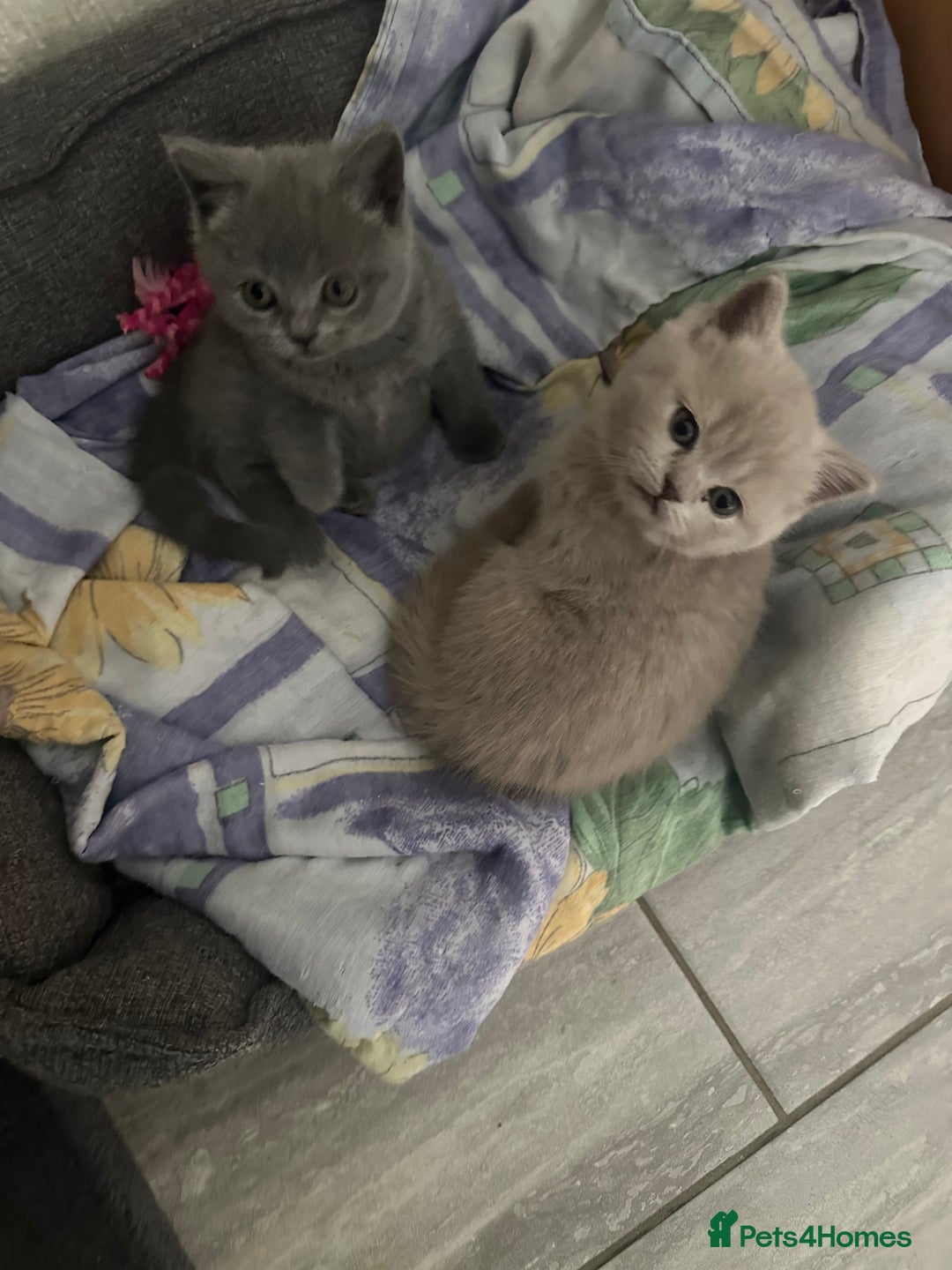 Scottish Fold cats for sale: Scottish fold - Advert 1