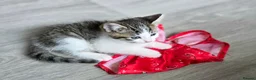 Mixed Breed cats for sale: Three beautiful kittens ready now in Stoke-on-Trent - Advert 10