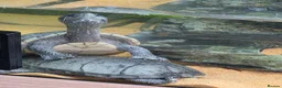 Turtle reptiles for sale: Female Turtle for Sale - Advert 8