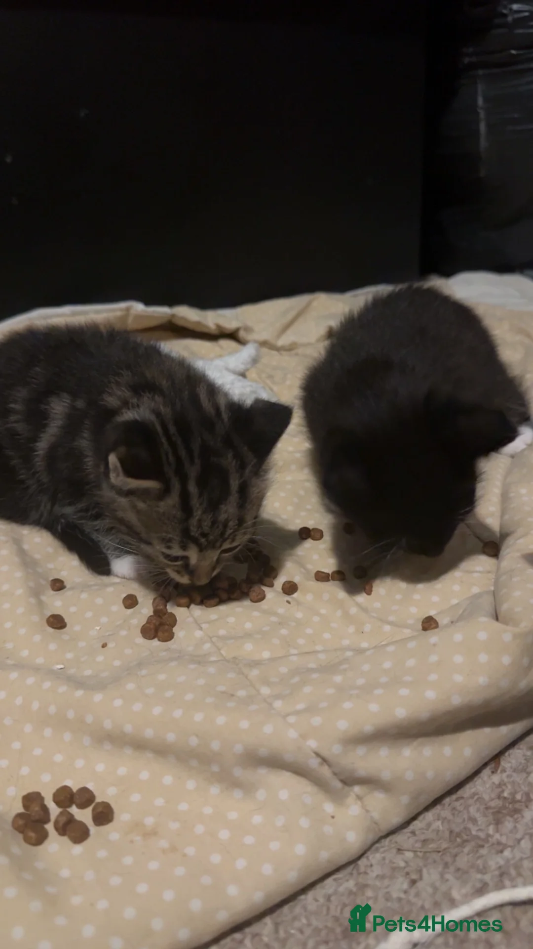 Bengal cats for sale: Stunning cross bengal kittens  - Advert 2