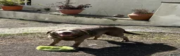 Labrador Retriever dogs for sale: Silver Labrador adult bitch - Advert 3