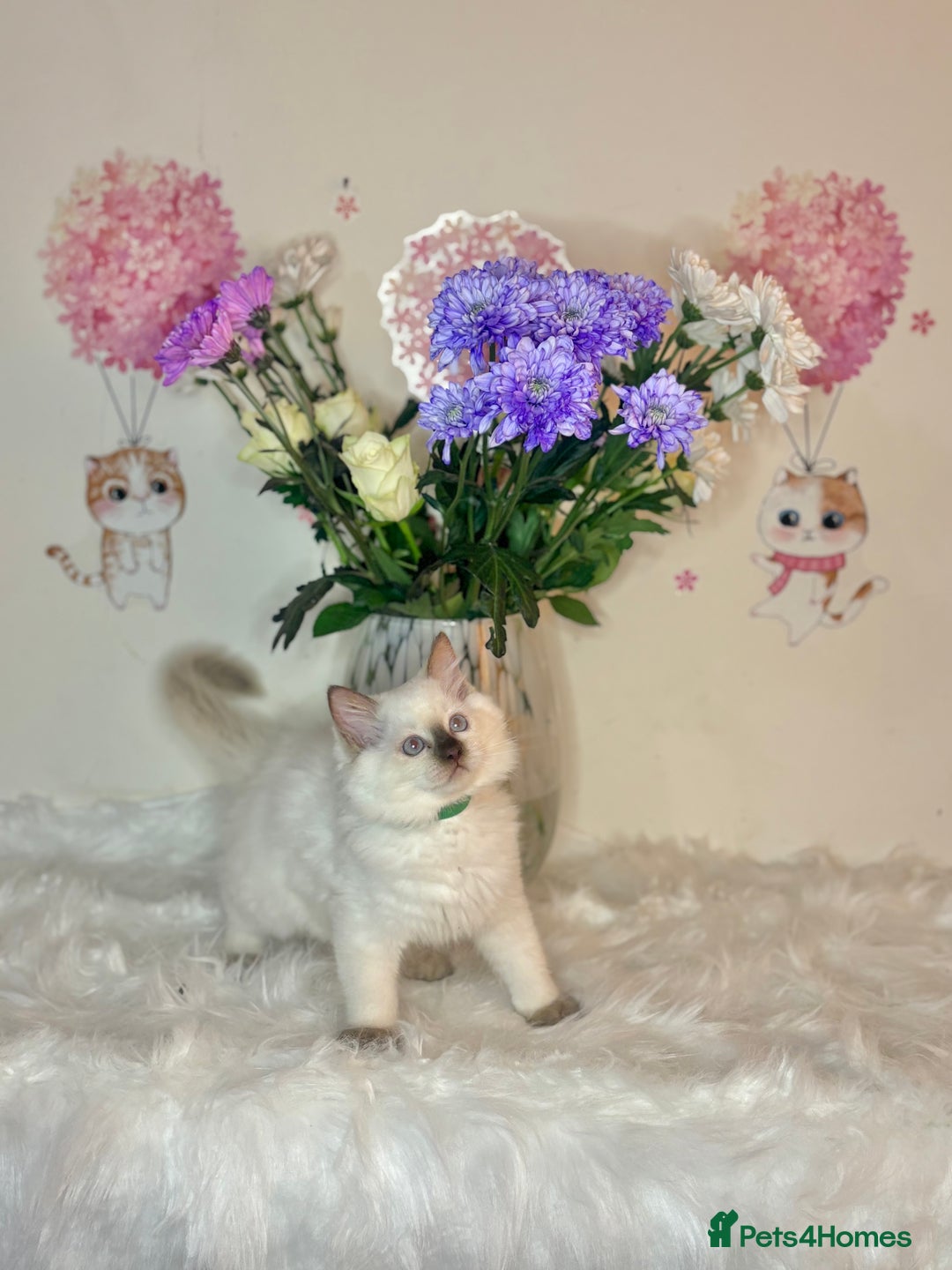 Ragdoll cats for sale: ⭐️TICA REG⭐️Pedigree Ragdoll Kittens DNA CLEAR ✅  - Image 9