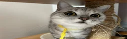 British Shorthair cats for sale: BSH boy and girl, spayed - Advert 11