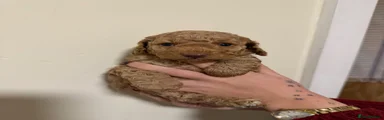 Cockapoo 2
