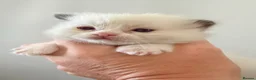 Ragdoll cats for sale: GCCF Ragdoll Kittens Championlines  - Advert 28