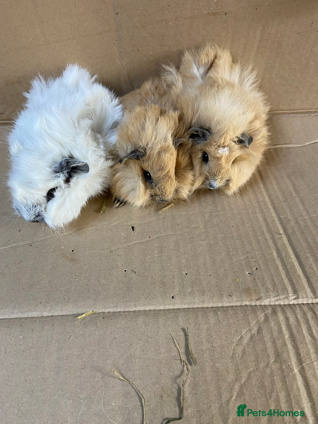 Guinea Pig rodents for sale: Baby Male Guinea Pigs For Sale  - Advert 3