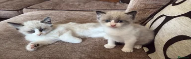 Ragdoll 1