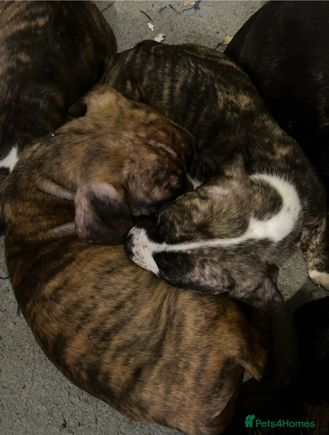 Mixed Breed dogs for sale: Blue Staffy x Boerboel – Ready for a Home - Advert 15