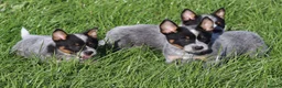 Australian Cattle Dog dogs for sale: 4 male Australian cattle dogs in Marlborough - Advert 10