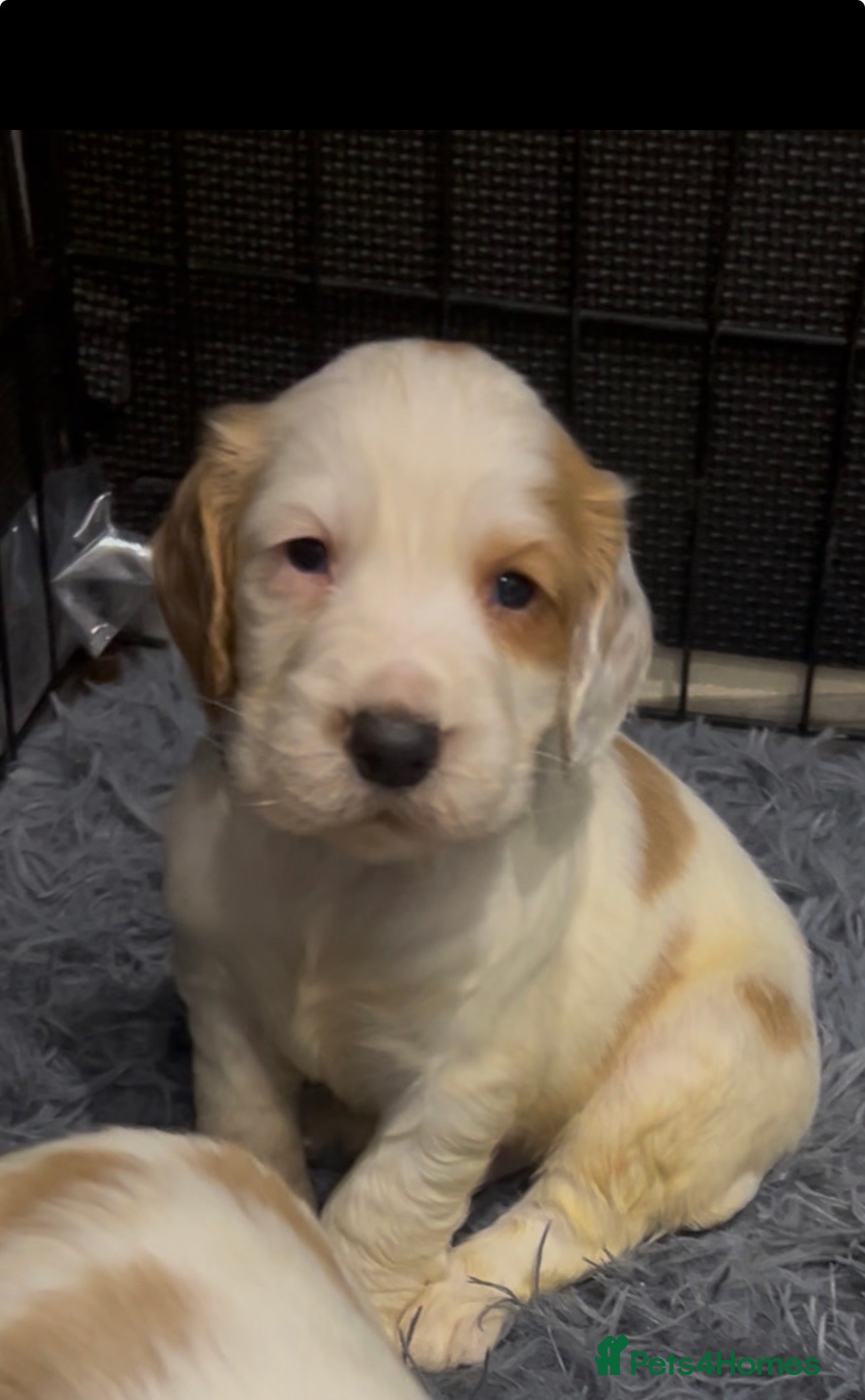 Cocker Spaniel dogs kC reg cocker spaniel pups - Advert 15