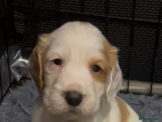 Cocker Spaniel dogs kC reg cocker spaniel pups - Advert 15