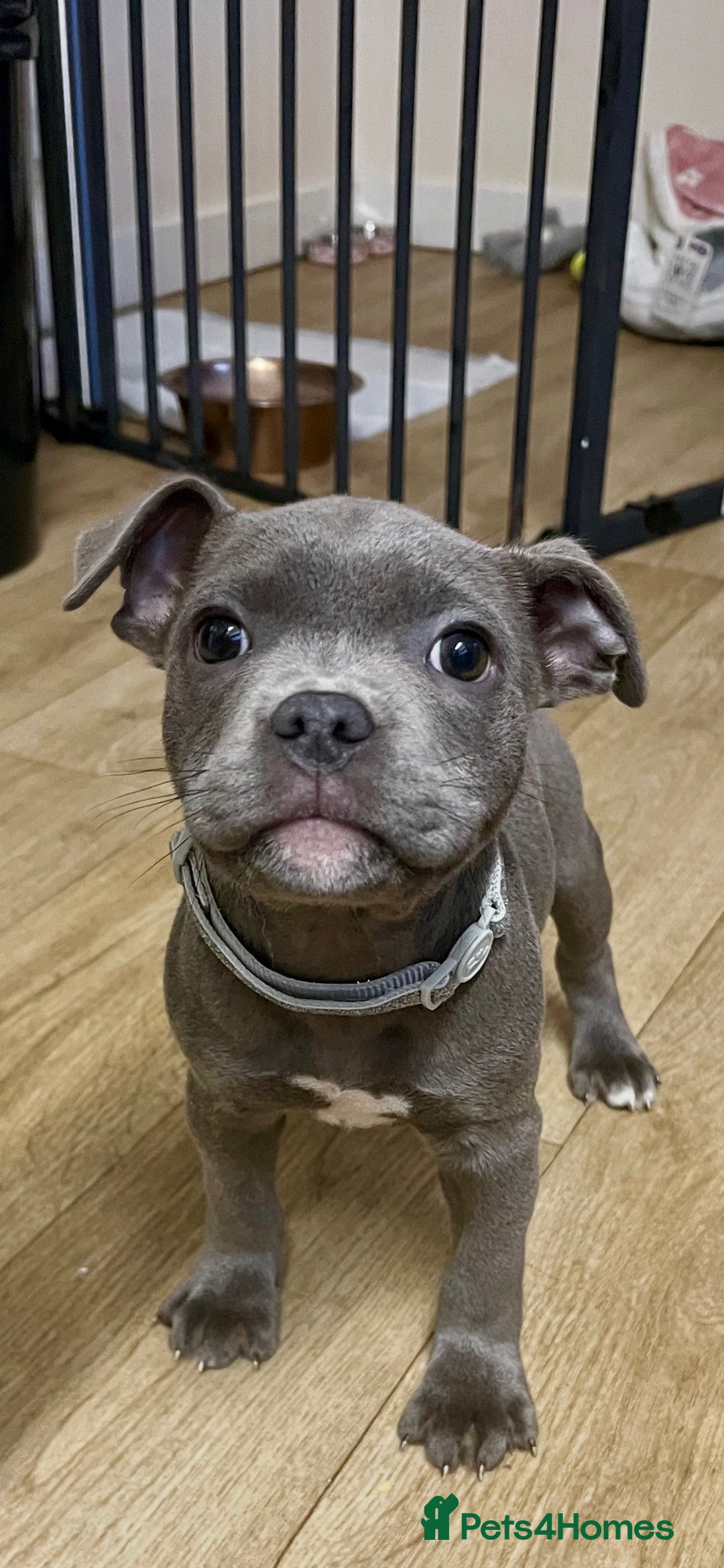 Staffordshire Bull Terrier dogs for sale: KC registered blue female - Advert 4