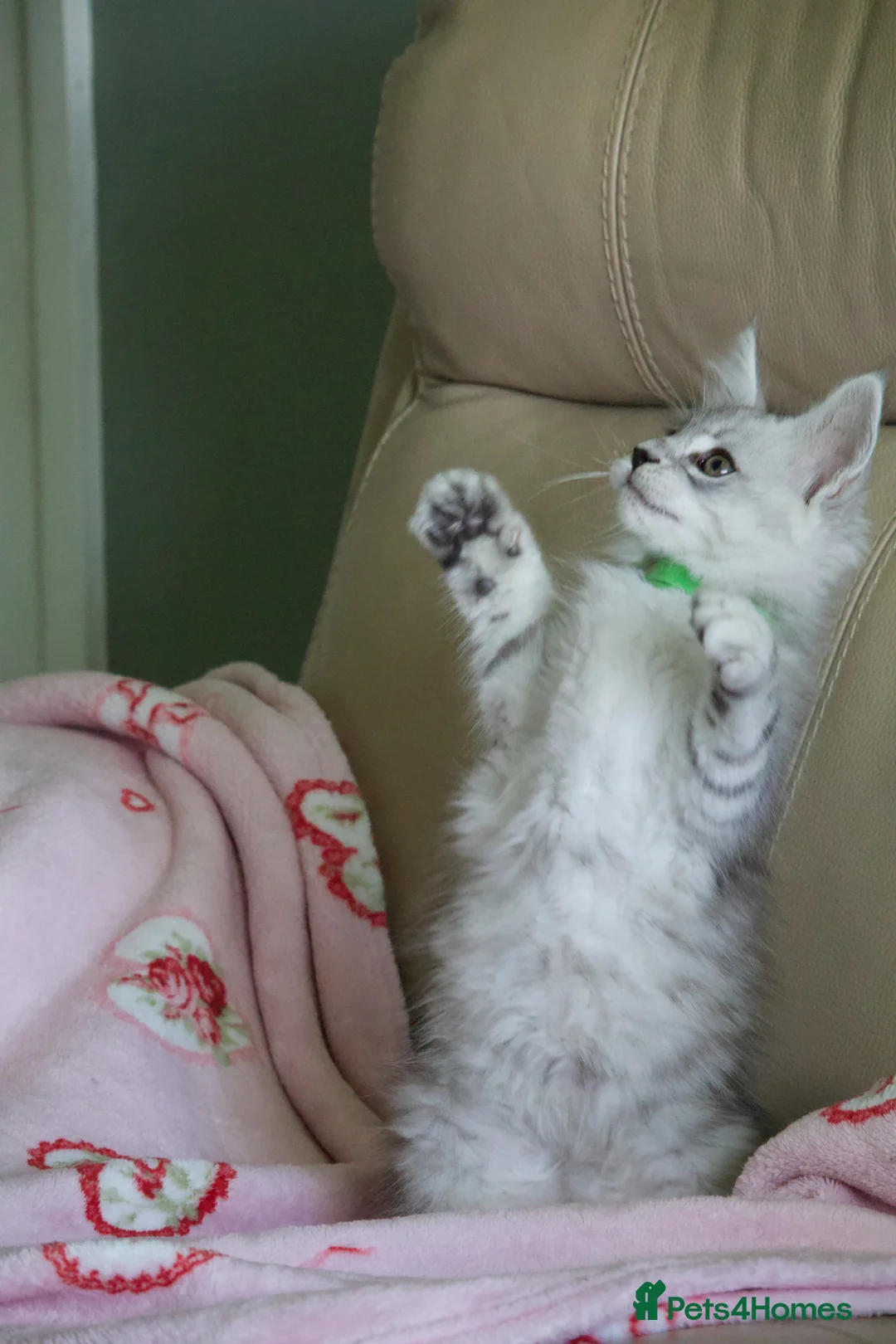 Maine Coon cats for sale: Blue Silver Shaded (Possible active reg) - Advert 12