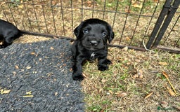 Cocker Spaniel dogs for sale: Cocker Spaniel Puppies looking for the best homes - Image 4