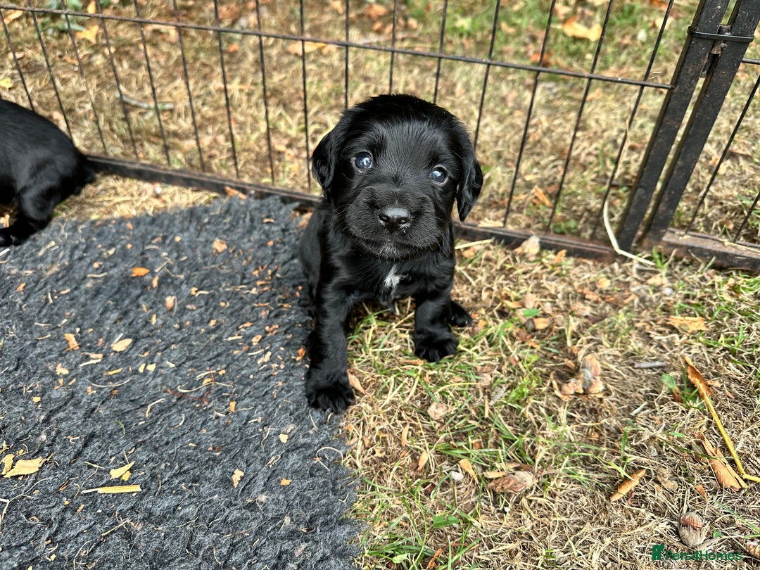 Cocker Spaniel dogs for sale: Cocker Spaniel Puppies looking for the best homes - Image 4