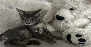Bengal cats - Advert 8