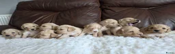 Cockapoo dogs for sale: DNA Health Tested Cockapoos Apricot/Golden - Advert 23