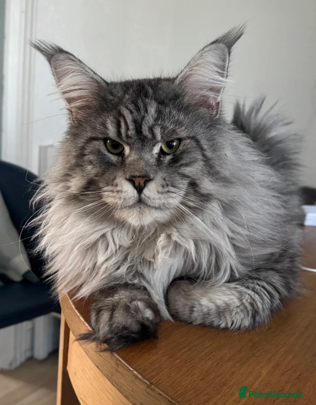 Maine Coon cats for stud: Maine Coon for stud in London - Advert 1