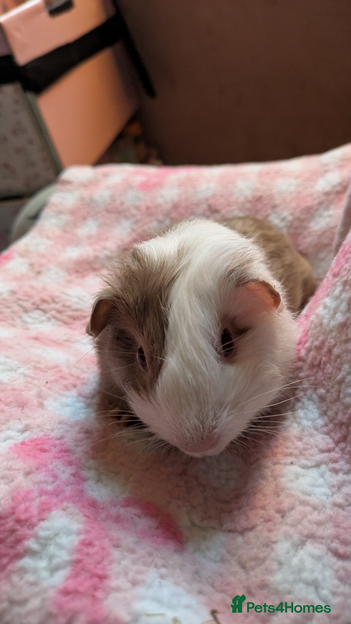 Guinea Pig rodents Long haired girls - Advert 1