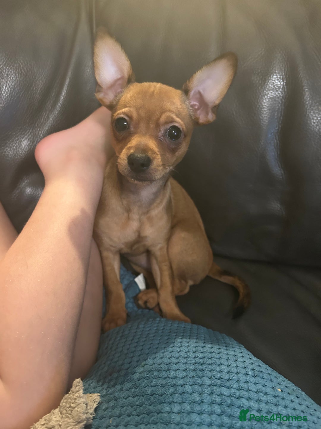 Mixed Breed dogs for sale: Beautiful female jackchi - Advert 5