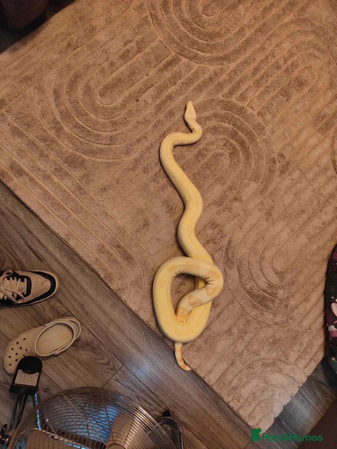 Boa Snake reptiles for sale: Albino boa constrictor  in Sheffield - Advert 2