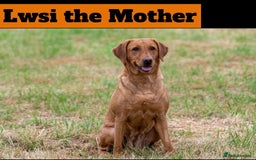 Labradoodle dogs for sale: 🌟 GOLD STANDARD – HIGH HEALTH STATUS LABRADOODLES - Image 11