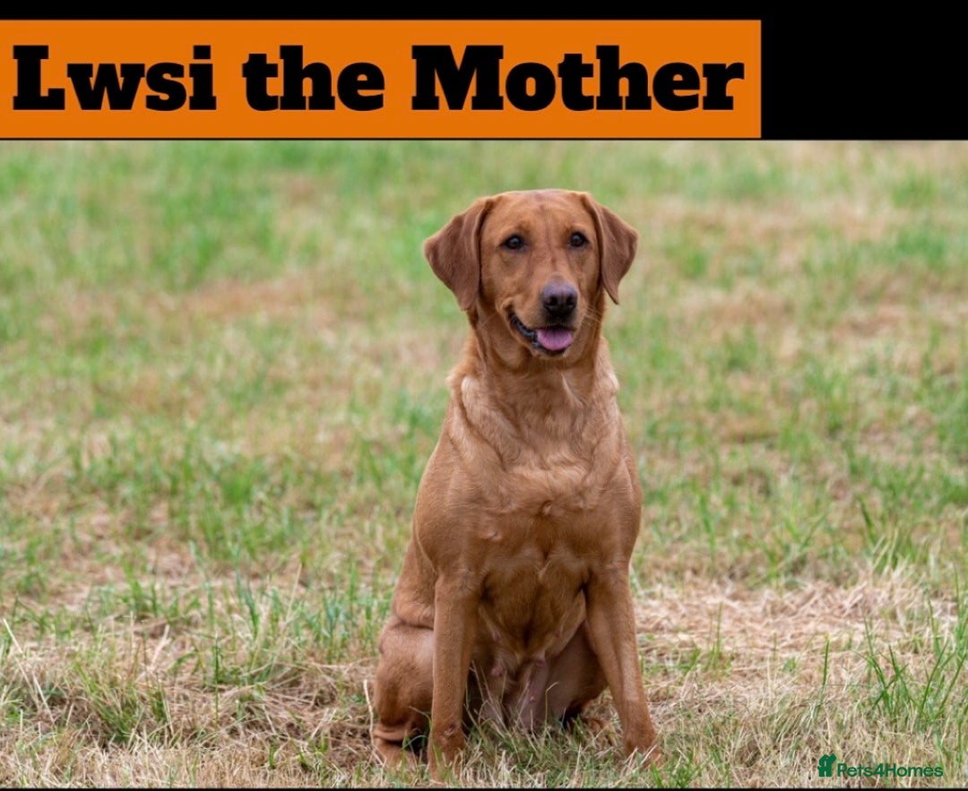 Labradoodle dogs for sale: 🌟 GOLD STANDARD – HIGH HEALTH STATUS LABRADOODLES - Image 11