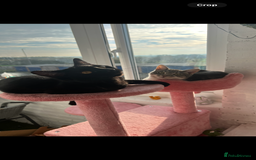 Mixed Breed cats for sale: Polly and Bonnie  - Advert 3