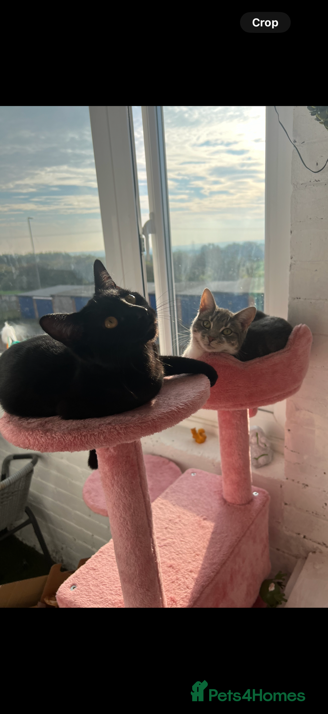 Mixed Breed cats for sale: Polly and Bonnie  - Advert 3