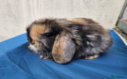 Mini Lop rabbits for sale: Purebred Minilops Available To Reserve - Image 7