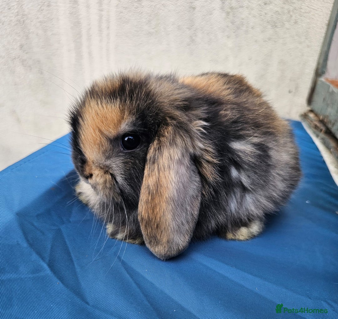 Mini Lop rabbits for sale: Purebred Minilops Available To Reserve - Image 7