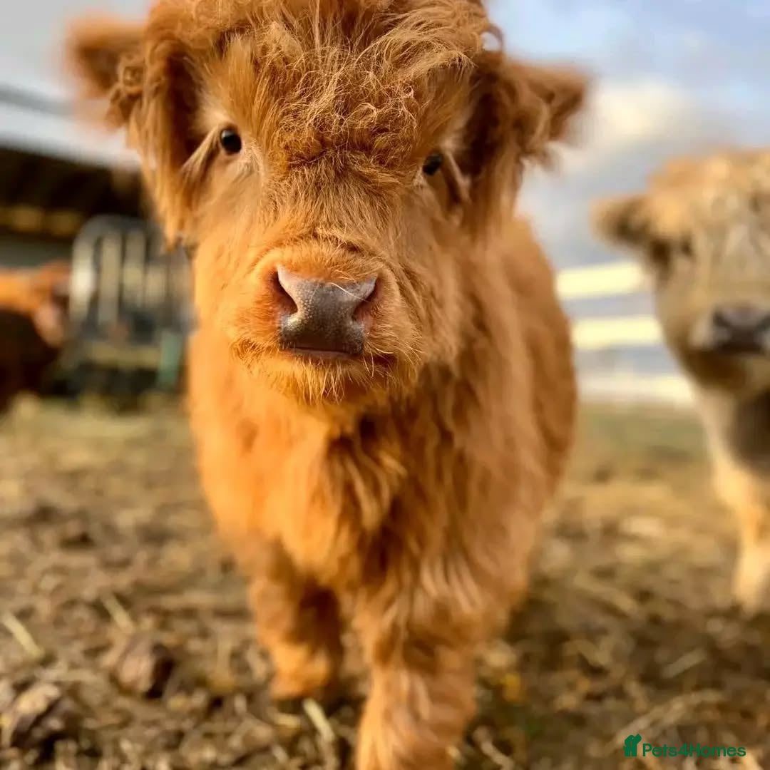 Cows & Bulls livestock for sale: Gentle Highland Beauties – Two Heifers Available - Image 2