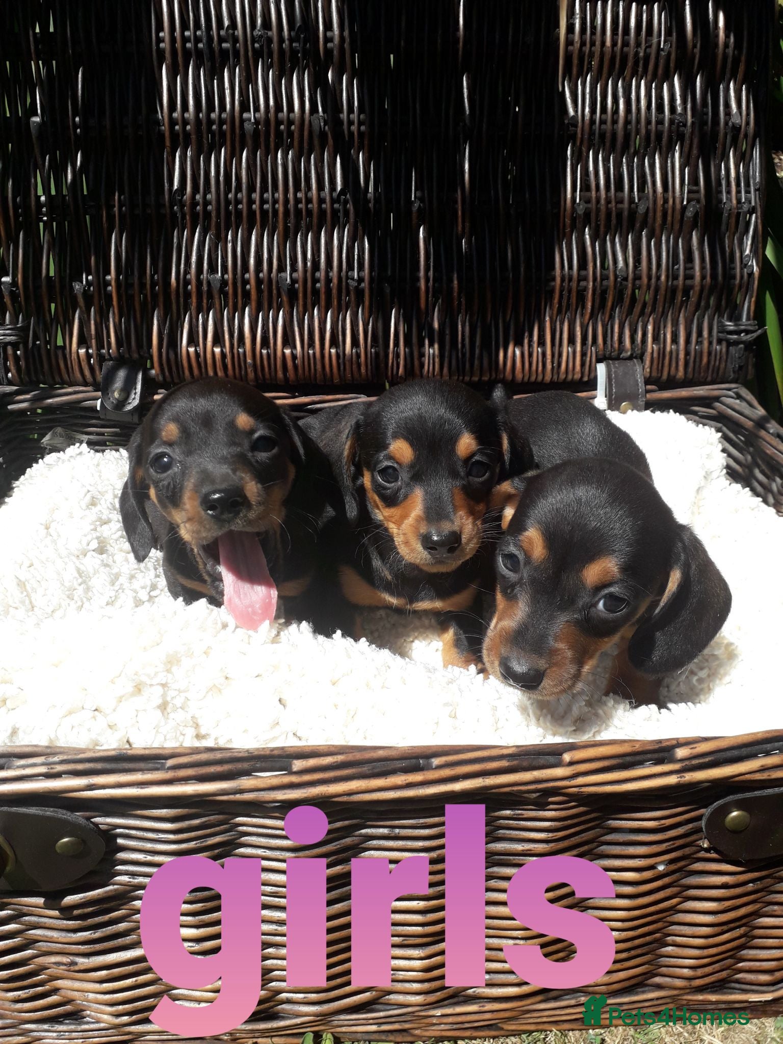 Miniature Dachshund dogs Miniature dachshund puppys available now  - Advert 12