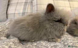 Lionhead rabbits for sale: Double maned lion head bunnies for sale  - Image 11