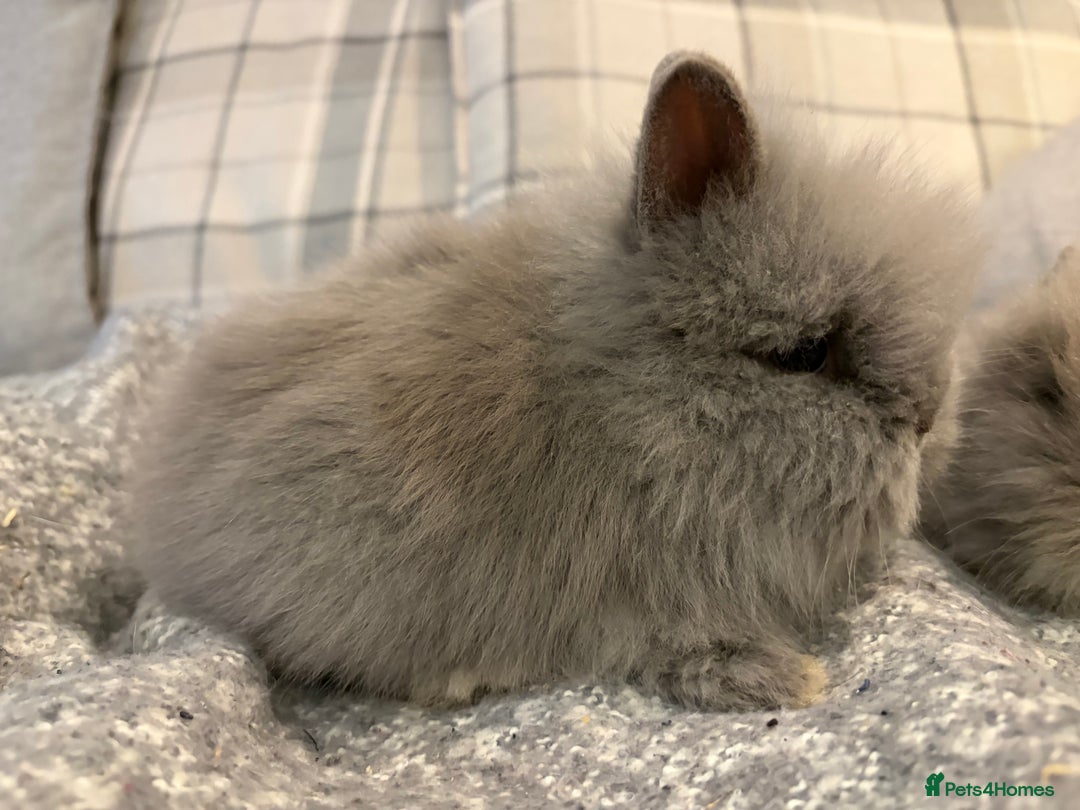 Lionhead rabbits for sale: Double maned lion head bunnies for sale  - Image 11