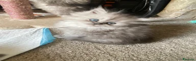 Persian 4