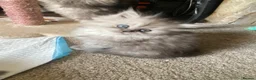 Persian cats for sale: Stunning Persian Chinchilla Kittens - Lancashire. - Advert 23