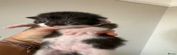 Mixed Breed cats for sale: Beautiful kittens  - Advert 24