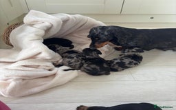 Mixed Breed dogs for sale: Dapple Shnoxy puppies for sale - Image 2