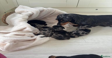 Mixed Breed dogs - Advert 8